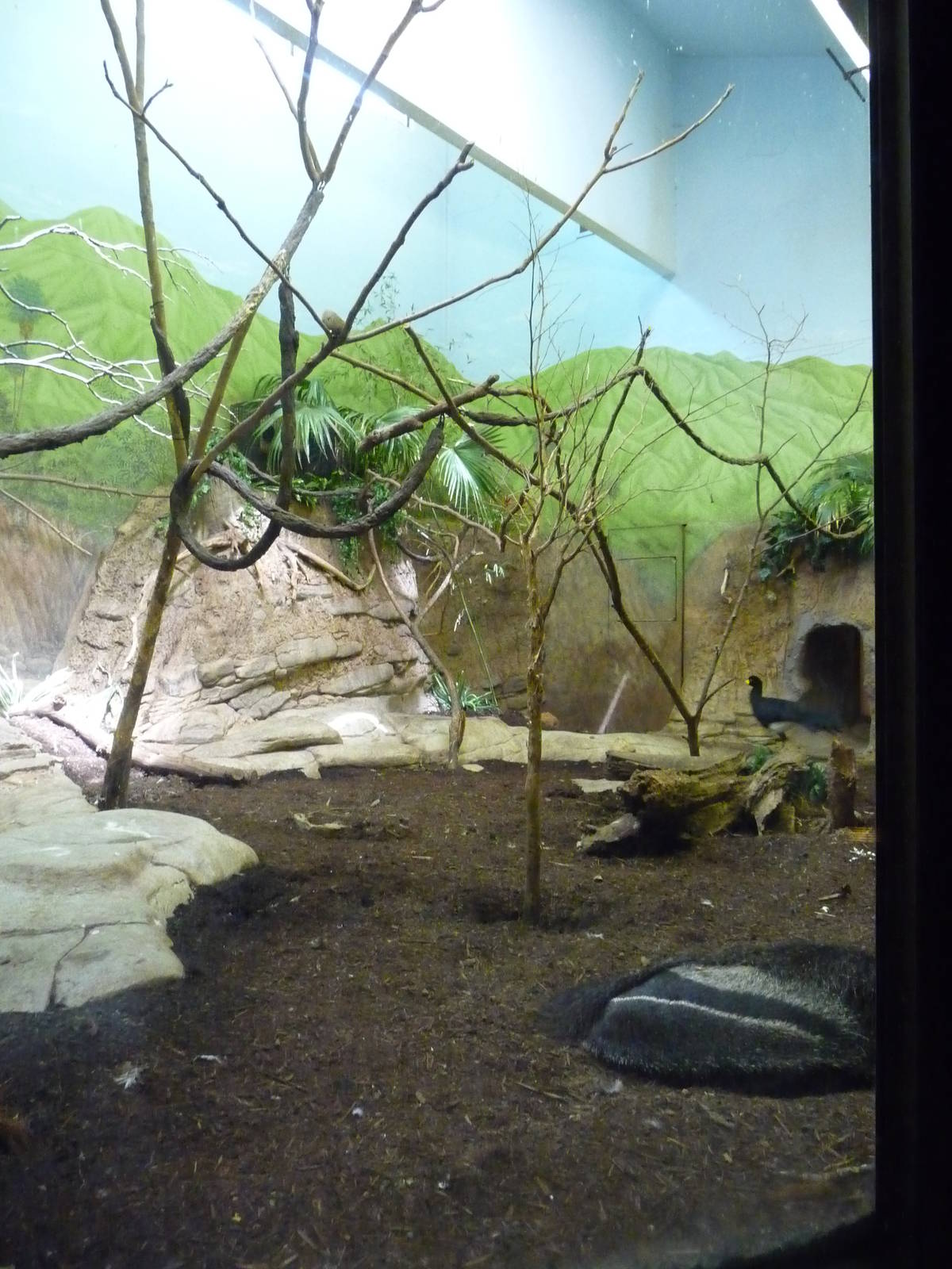 Cincinnati Zoo - Giant Anteater