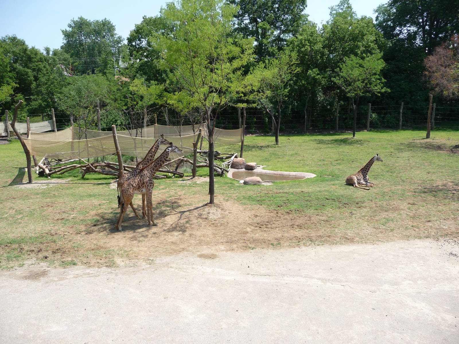 Cincinnati Zoo - Giraffe Ridge