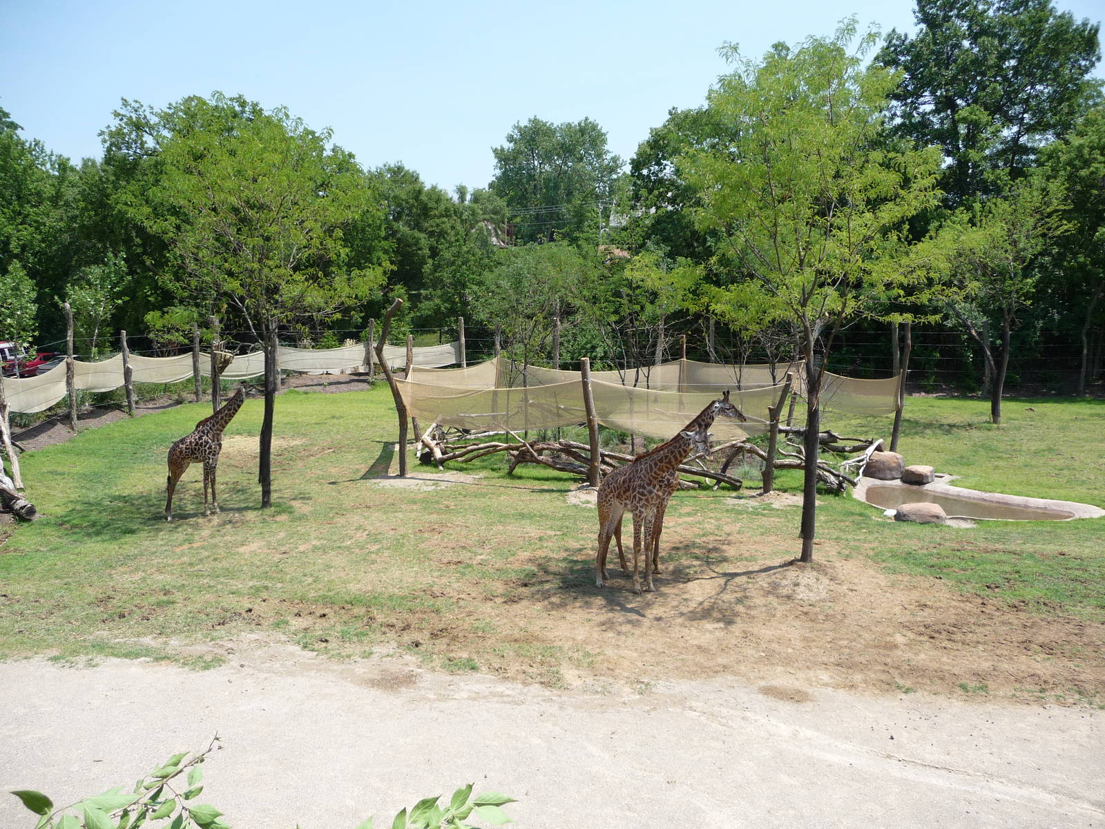 Cincinnati Zoo - Giraffe Ridge