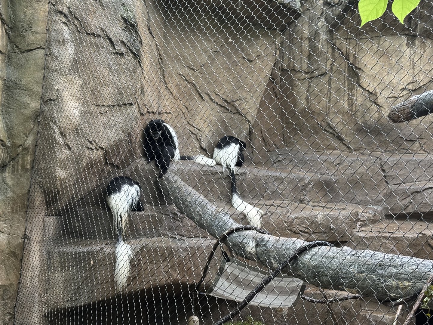Cincinnati Zoo - Gorilla World - Colobus Monkey exhibit