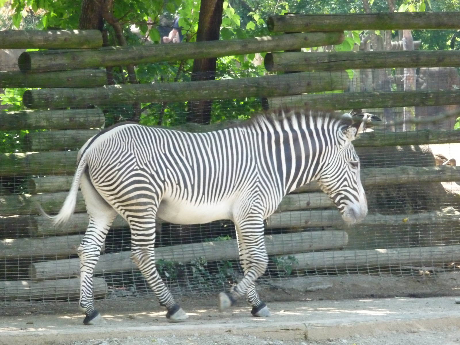 Cincinnati Zoo - Grevy's Zebra