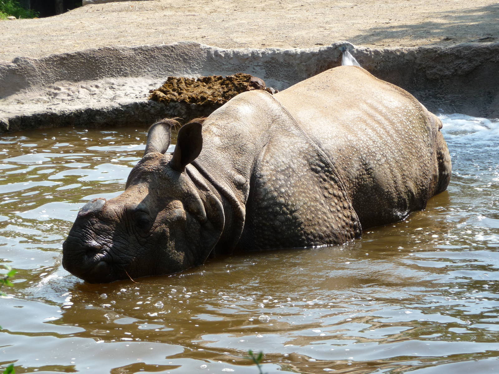 Cincinnati Zoo - Indian Rhino