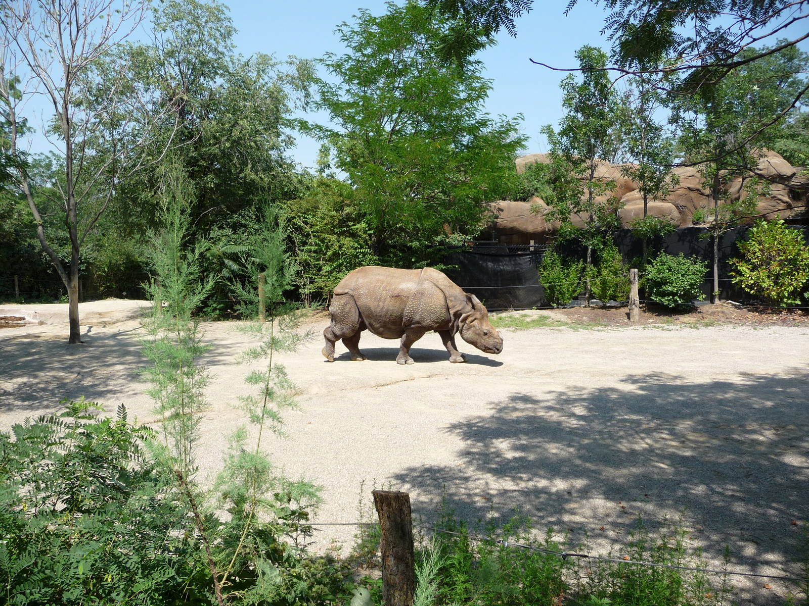 Cincinnati Zoo - Indian Rhino