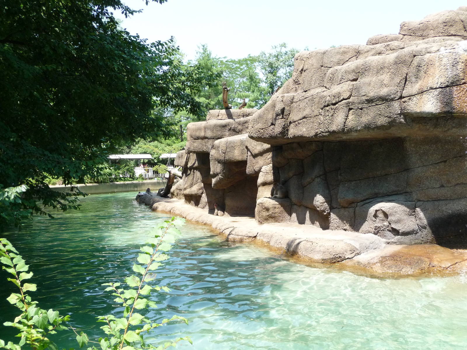 Cincinnati Zoo - Japanese Macaque Exhibit