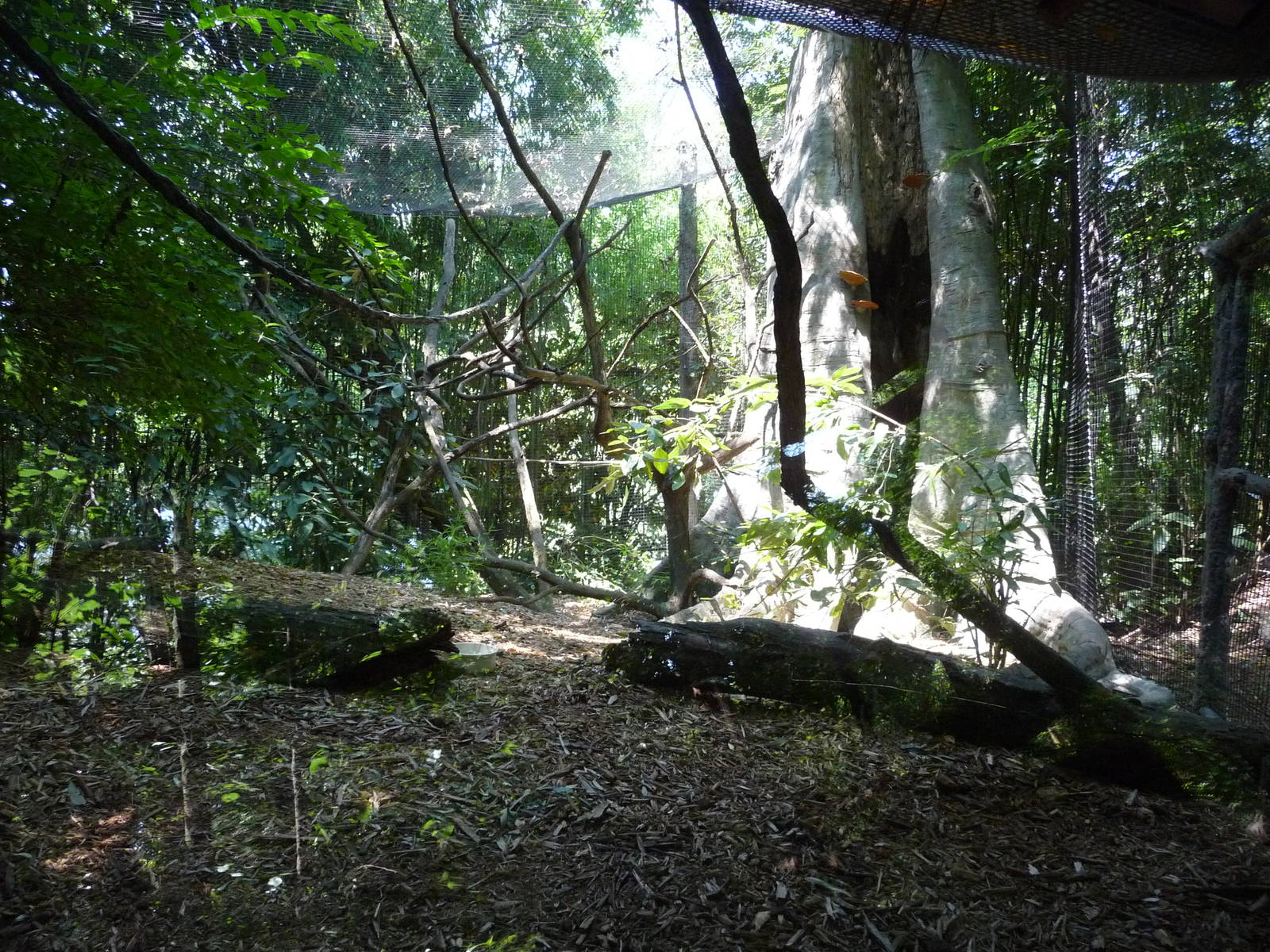 Cincinnati Zoo - Lemur Exhibit