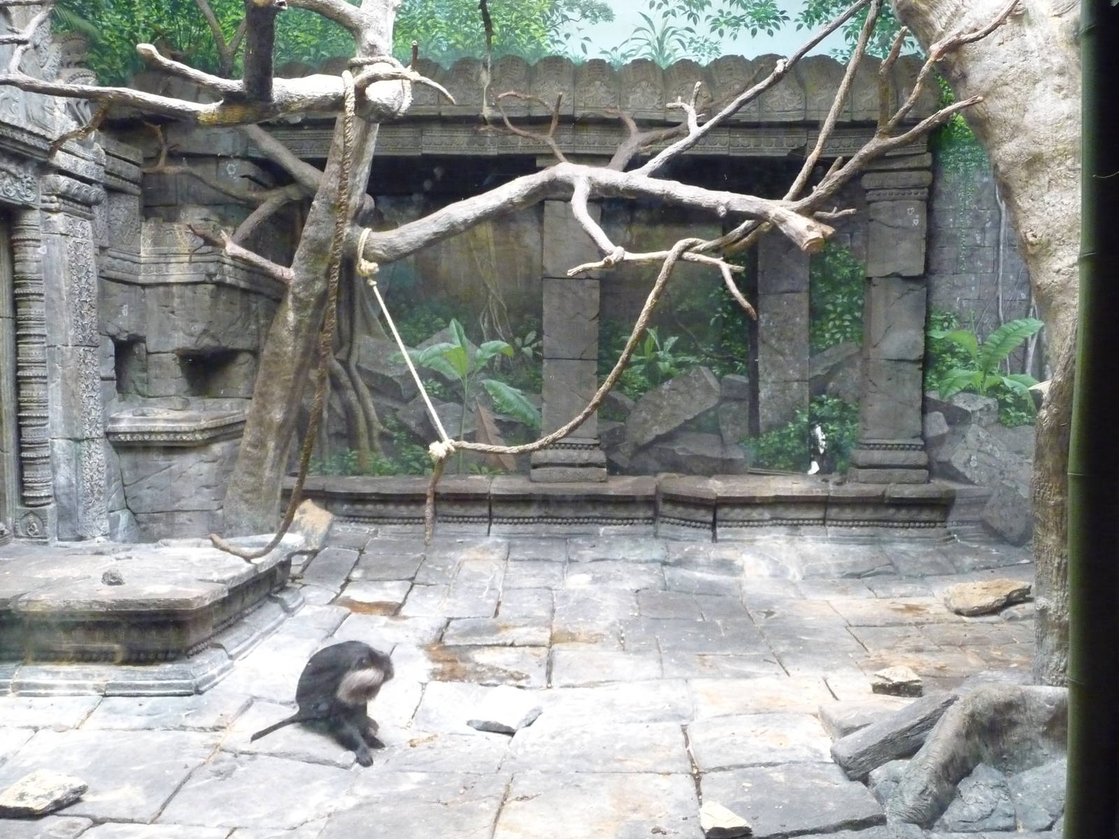 Cincinnati Zoo - Lion-tailed Macaque Exhibit