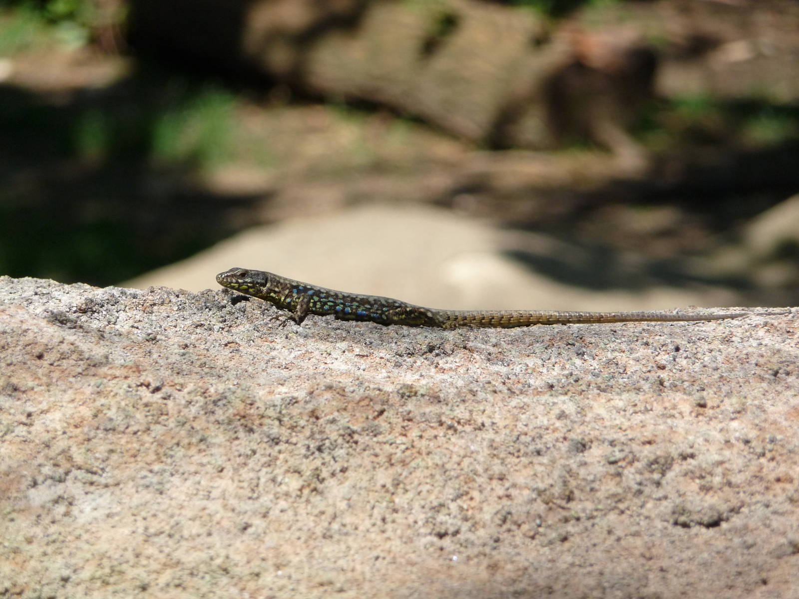 Cincinnati Zoo - Lizard