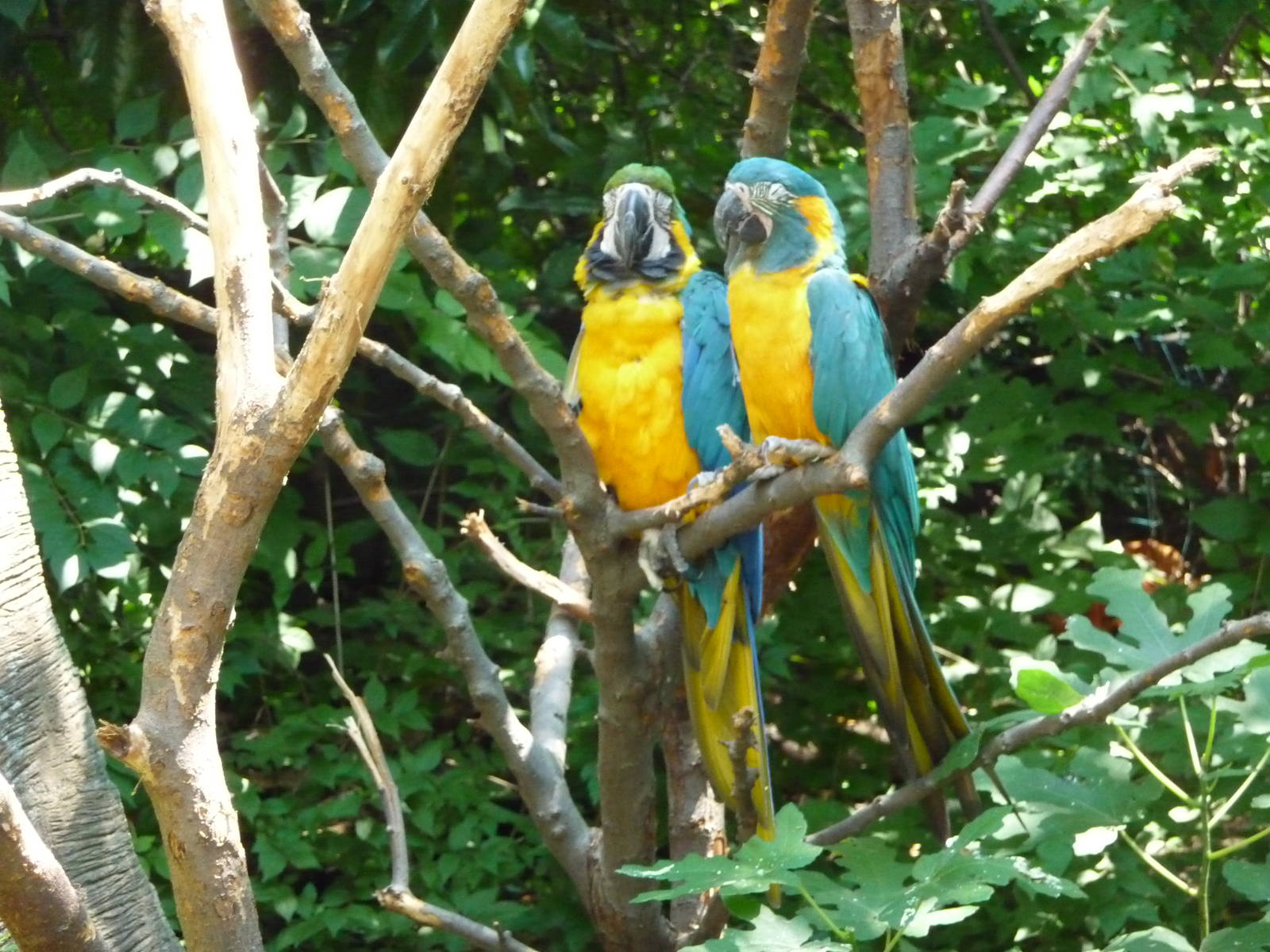 Cincinnati Zoo - Macaws