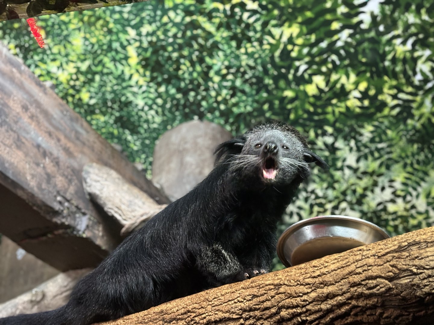 Cincinnati Zoo - Night Hunters - Bearcat/Binturong Exhibit