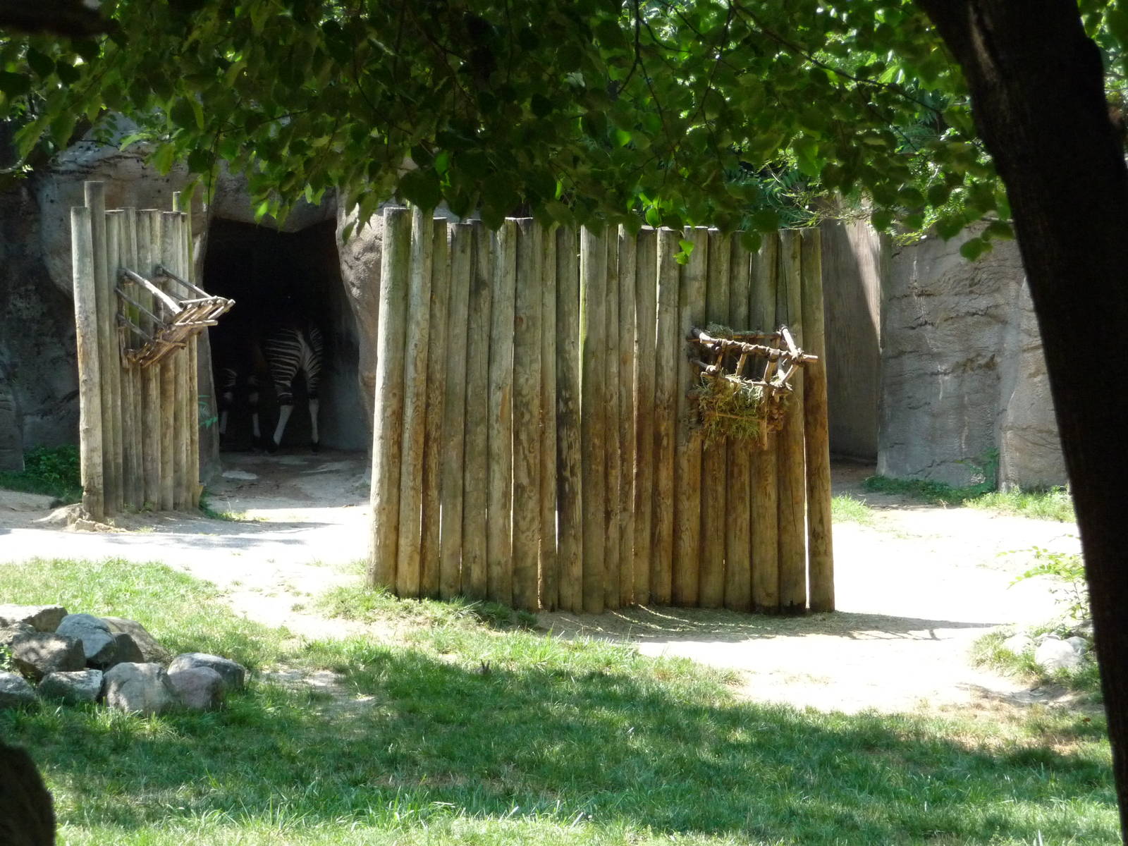 Cincinnati Zoo - Okapi Exhibit