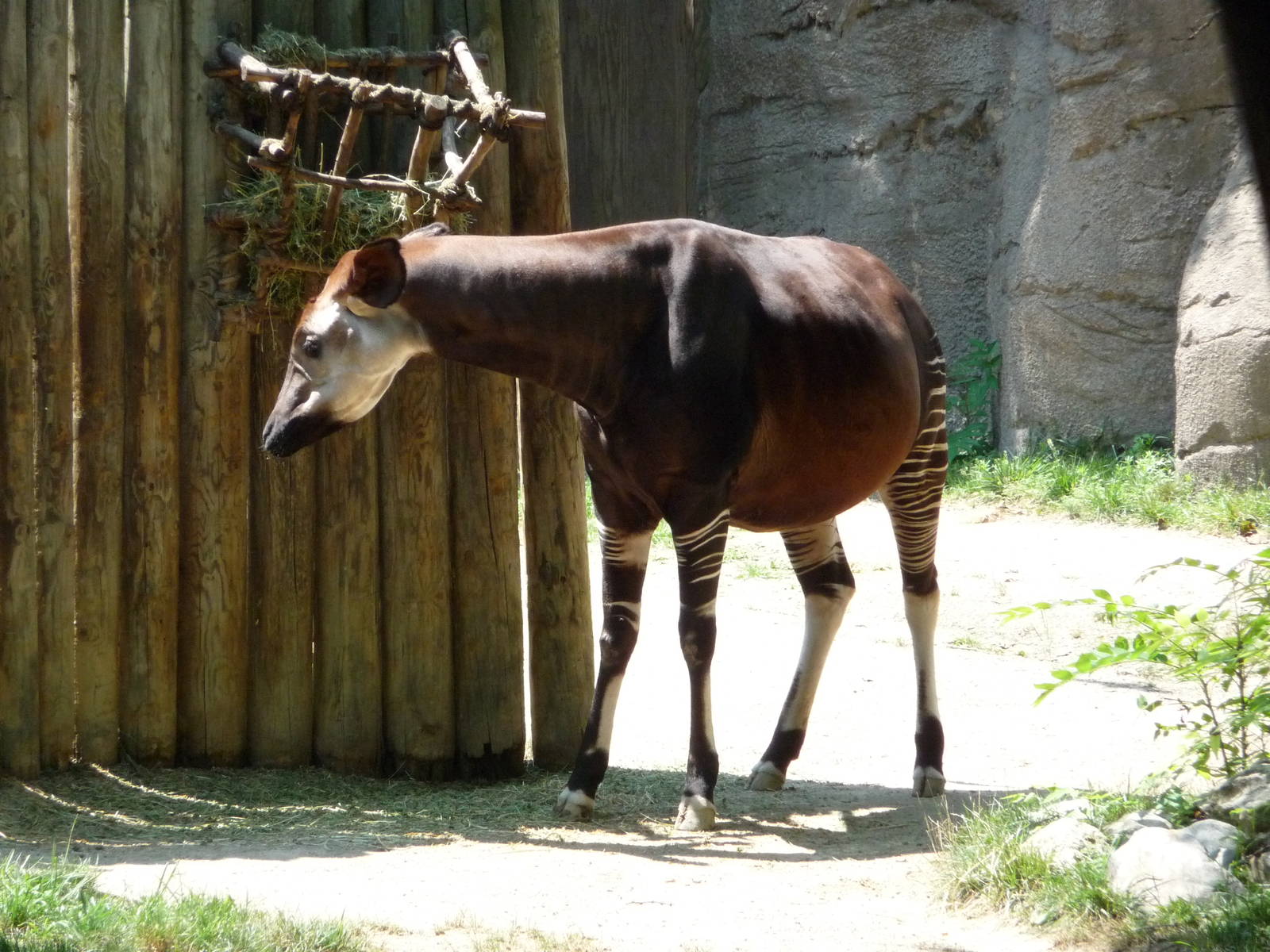 Cincinnati Zoo - Okapi