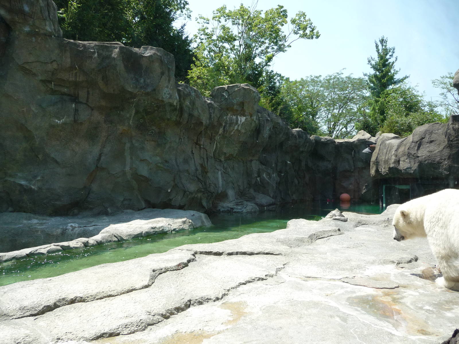 Cincinnati Zoo - Polar Bear Exhibit