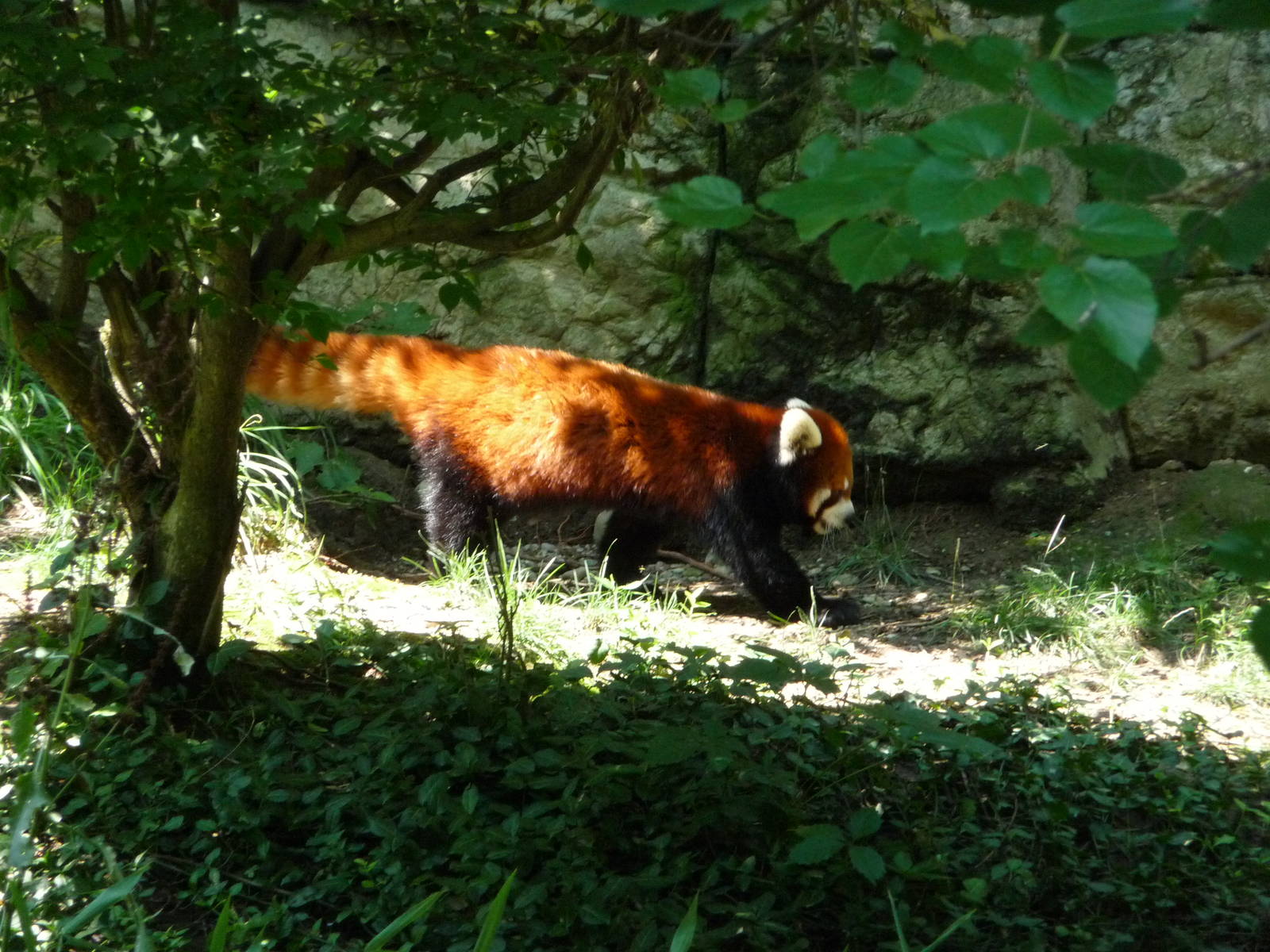 Cincinnati Zoo - Red Panda