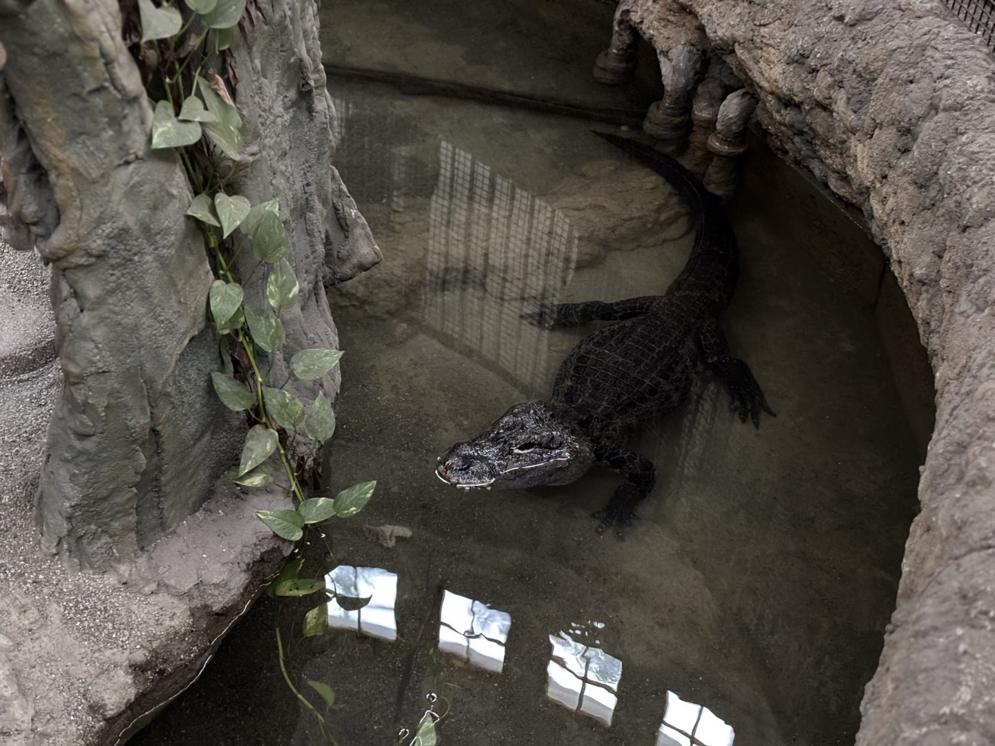 Cincinnati Zoo - Reptile House - Chinese Alligator Exhibit