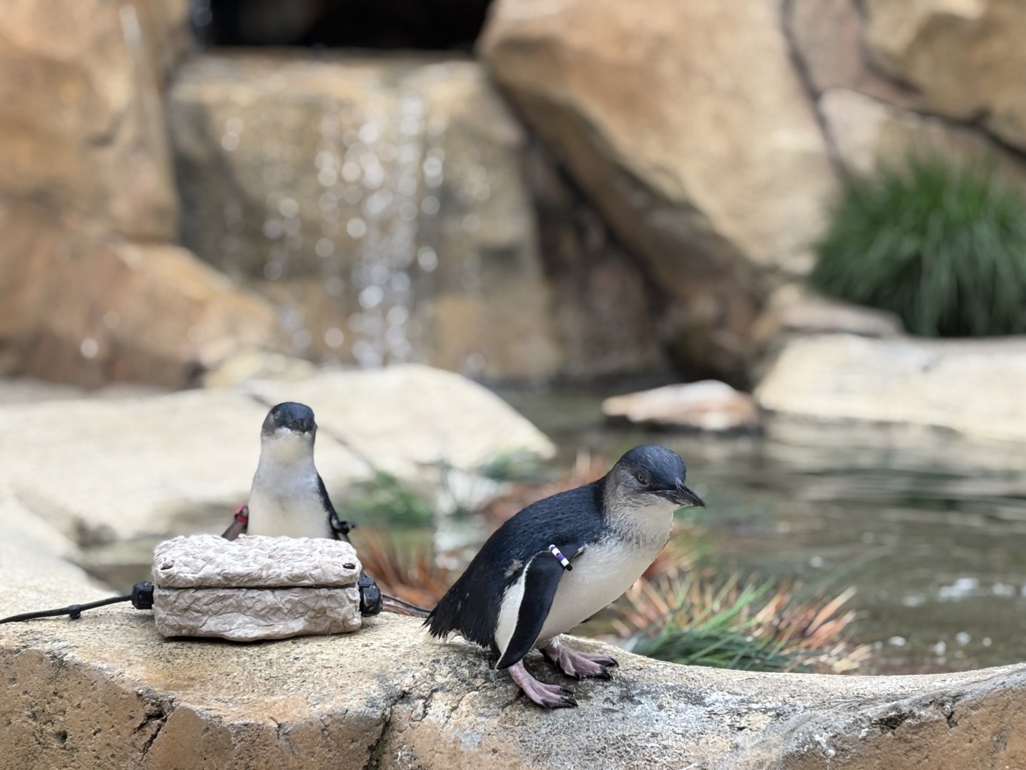 Cincinnati Zoo - Roo Valley - Little Blue Penguin exhibit