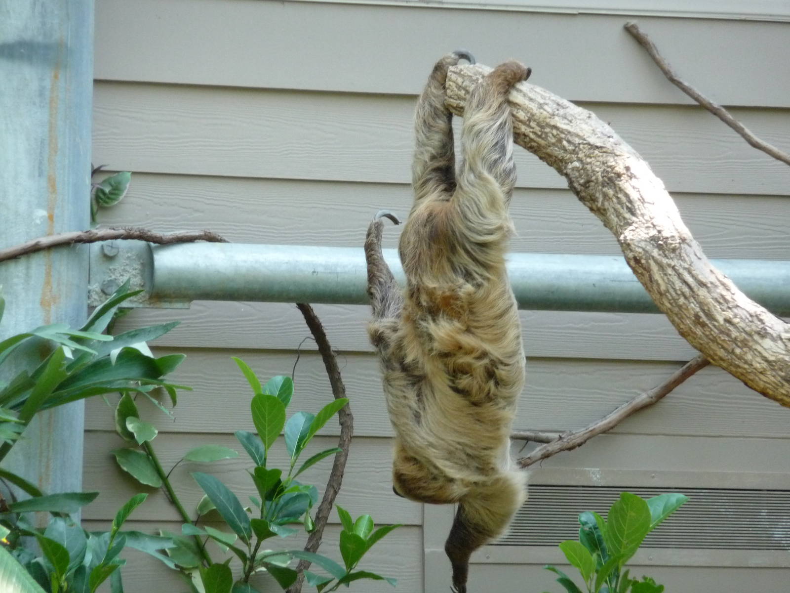 Cincinnati Zoo - Sloth