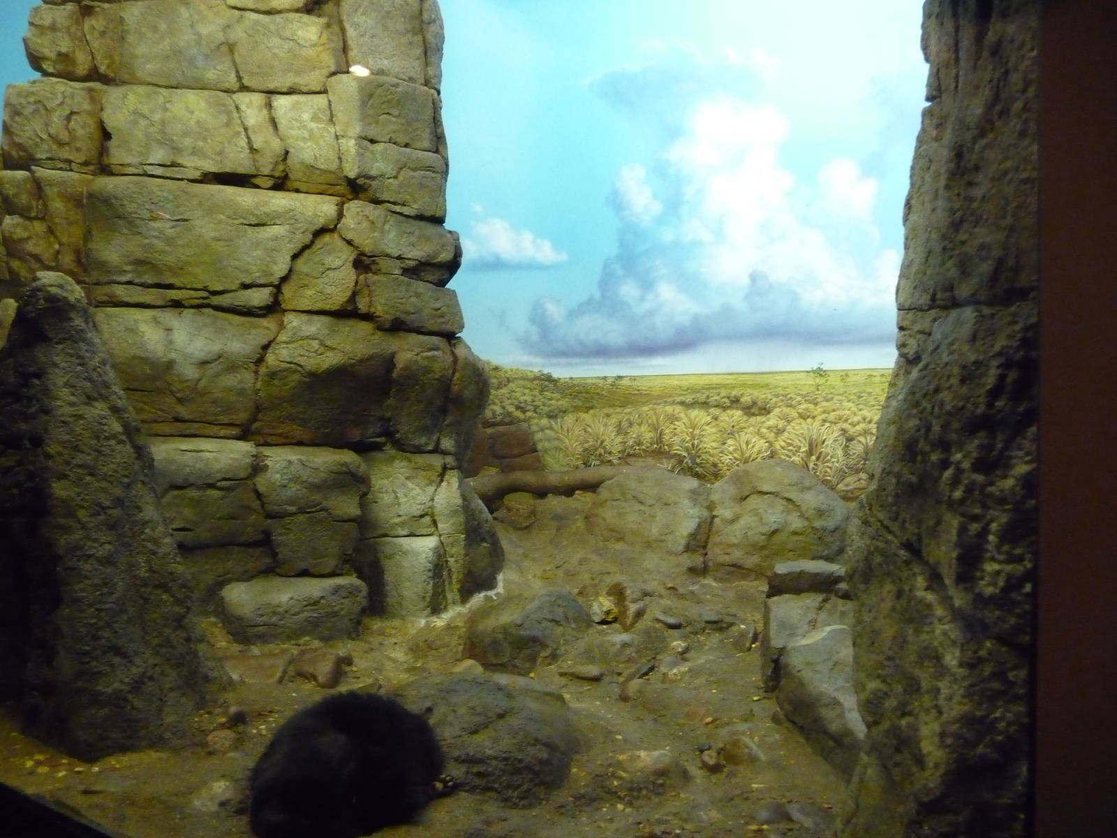 Cincinnati Zoo - Small Cat House