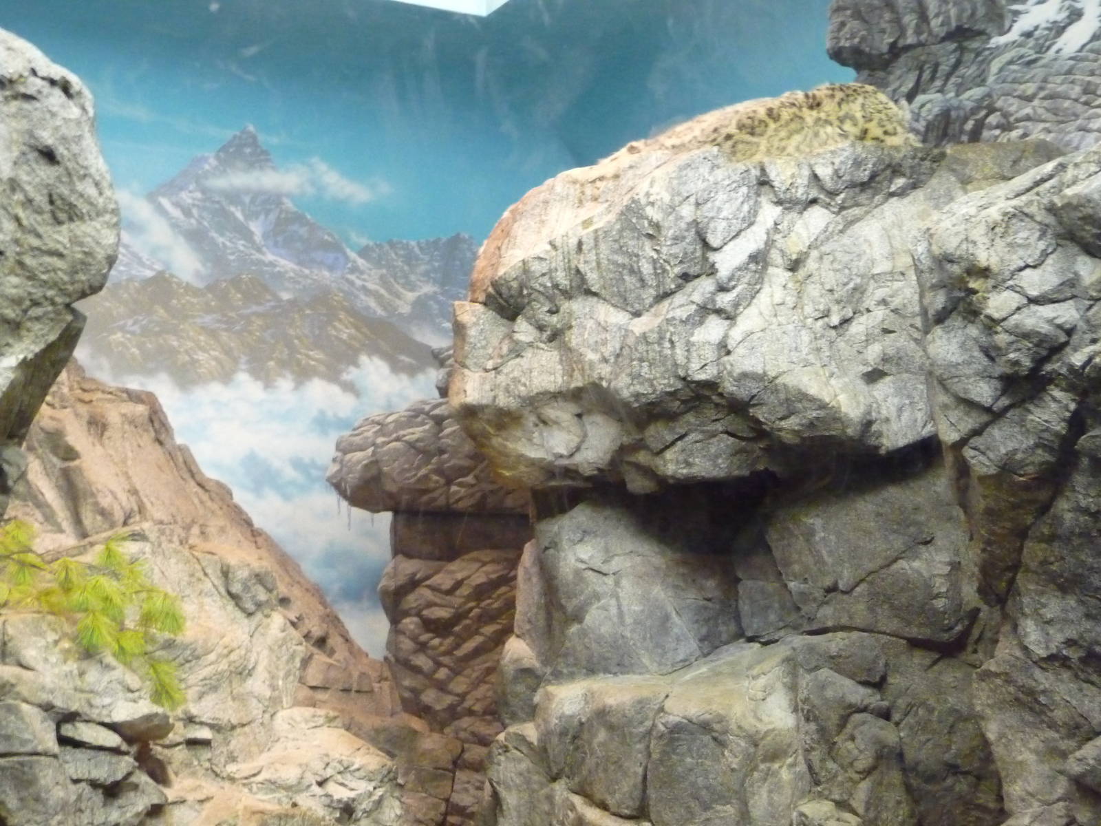 Cincinnati Zoo - Snow Leopard Exhibit