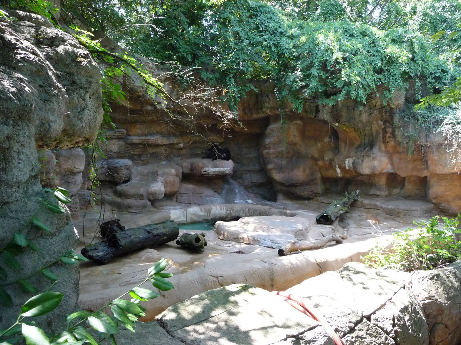 Cincinnati Zoo - Spectacled bear grotto