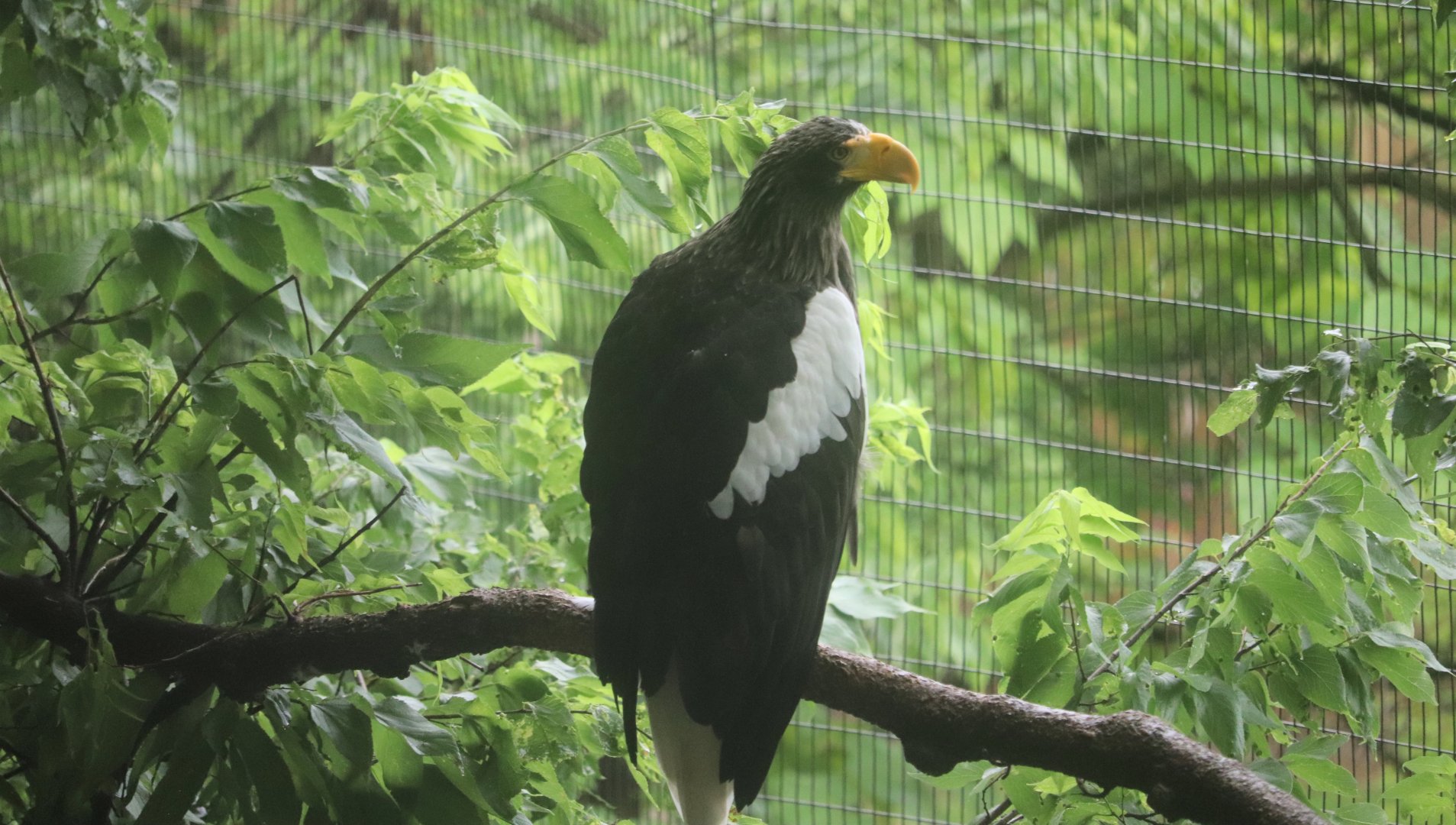Cincinnati Zoo - Steller’s Sea Eagle