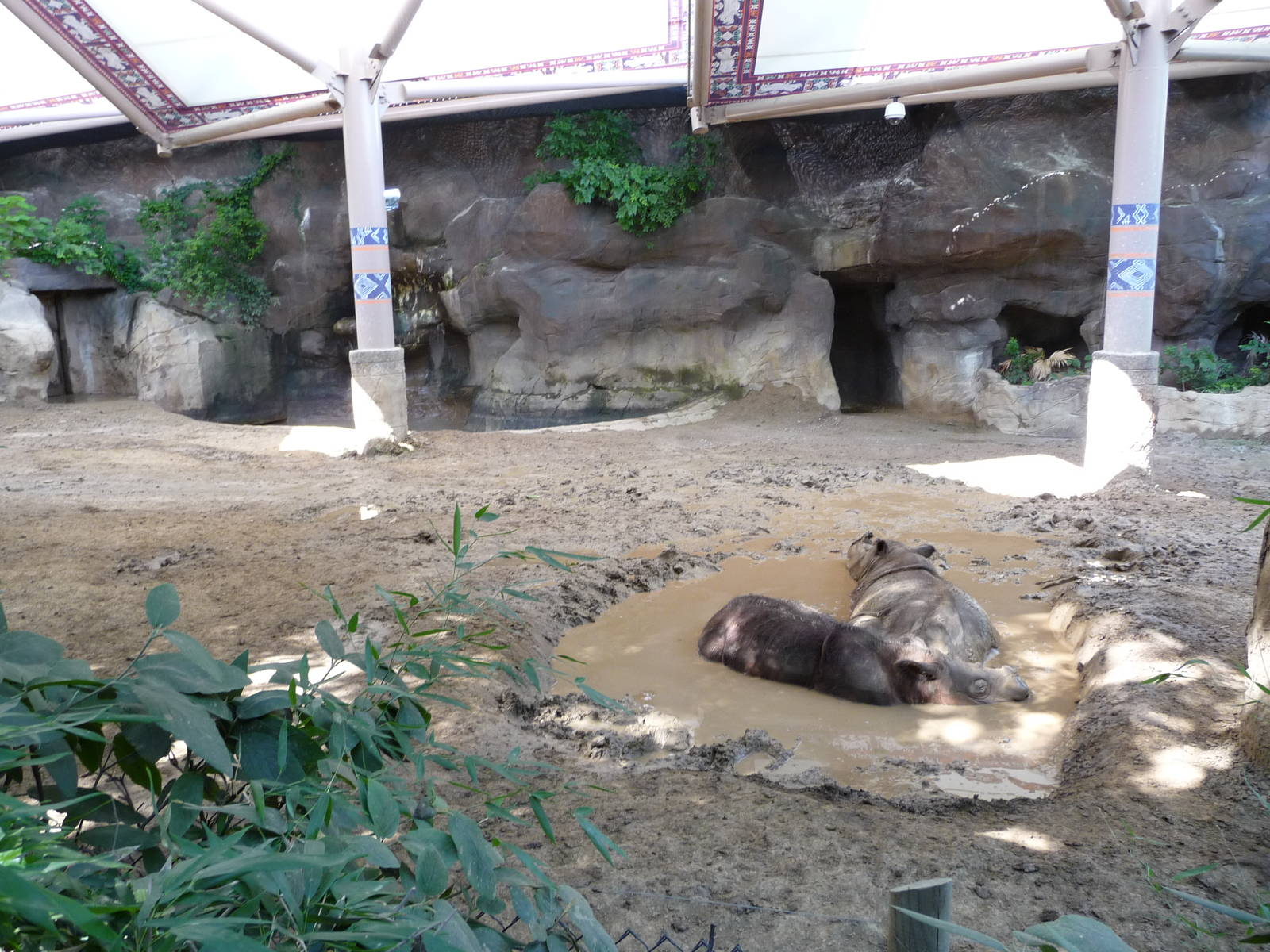 Cincinnati Zoo - Sumatran Rhino Paddock