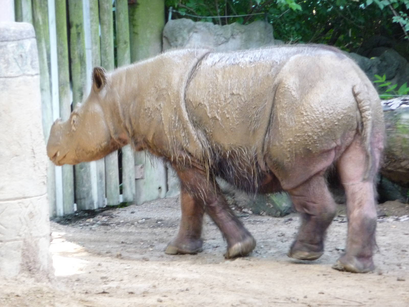 Cincinnati Zoo - Sumatran Rhino