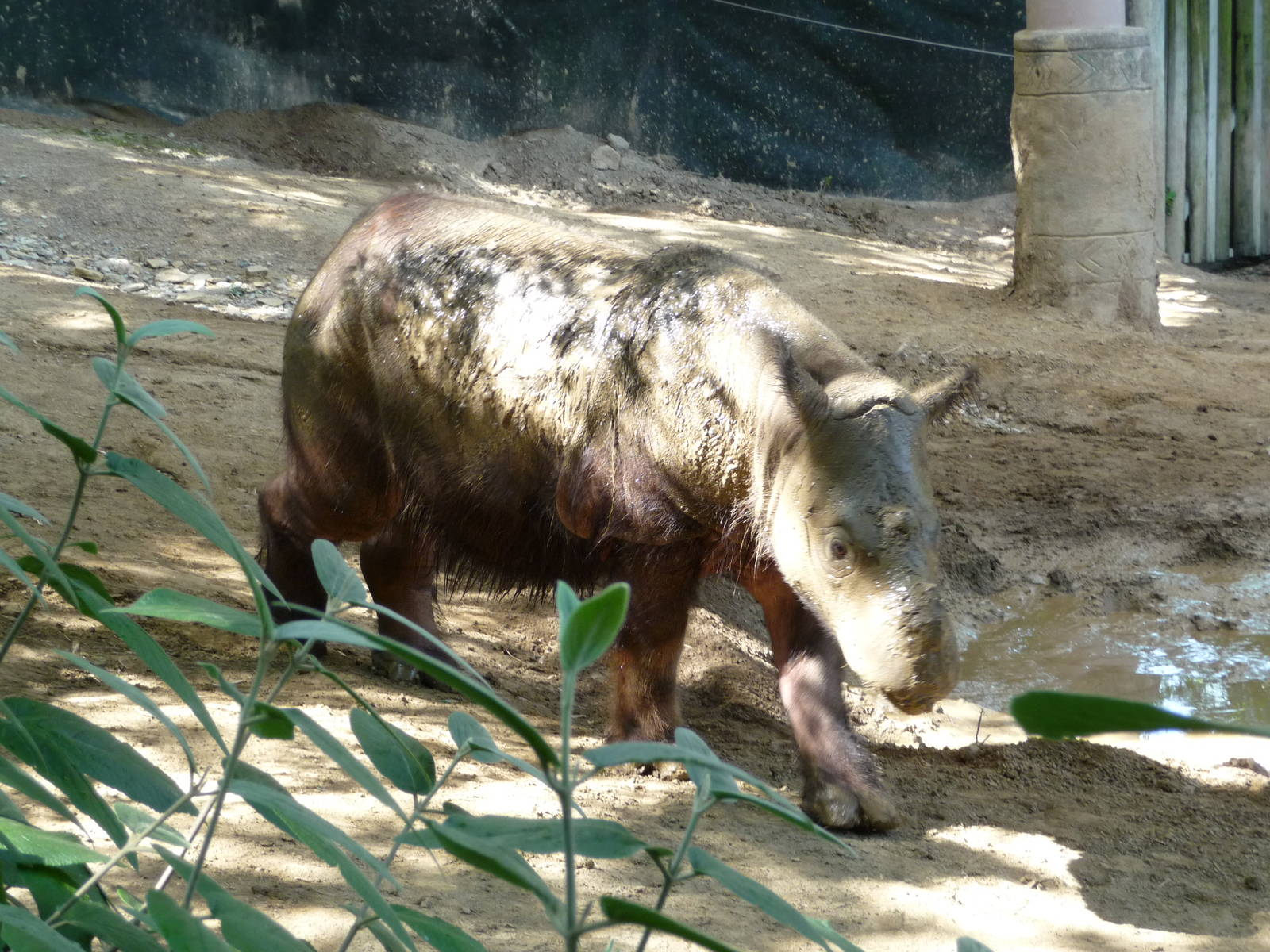 Cincinnati Zoo - Sumatran Rhino