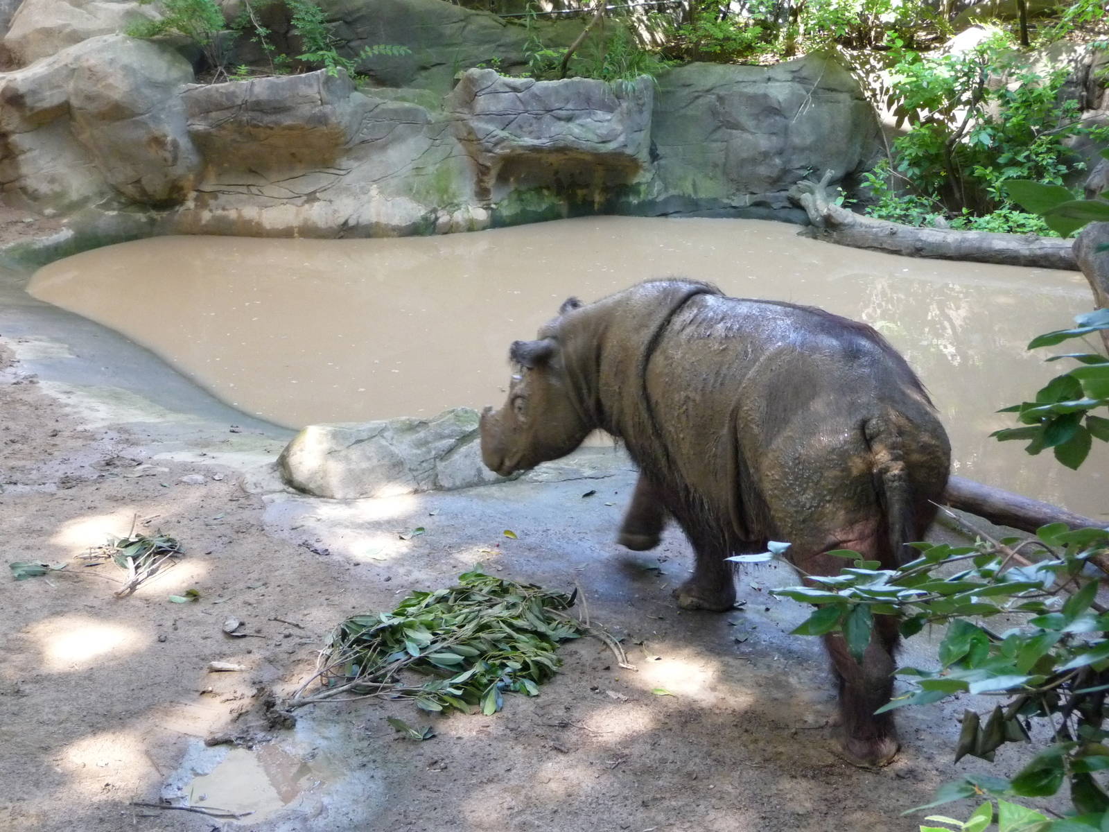 Cincinnati Zoo - Sumatran Rhino