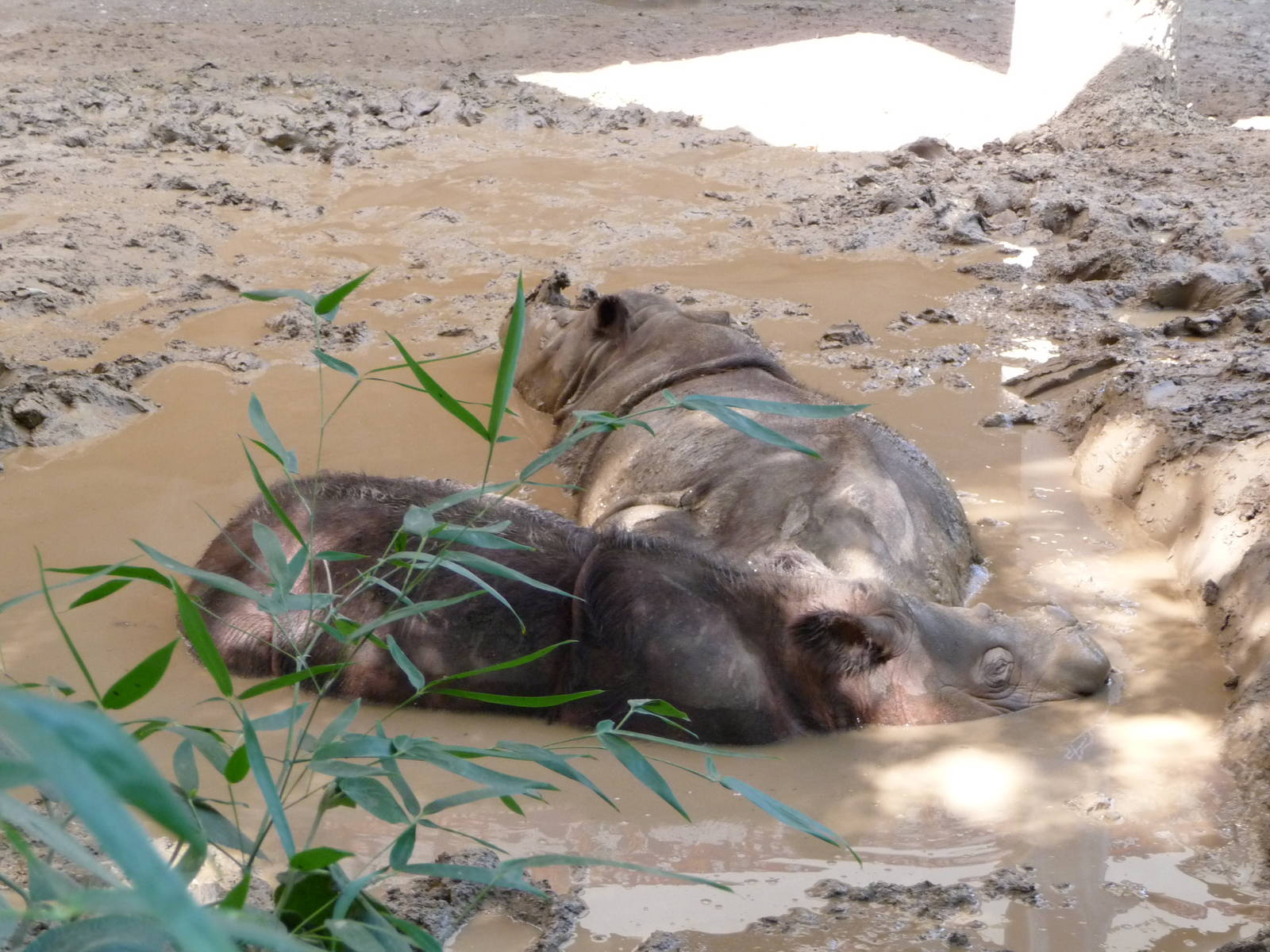 Cincinnati Zoo - Sumatran Rhinos