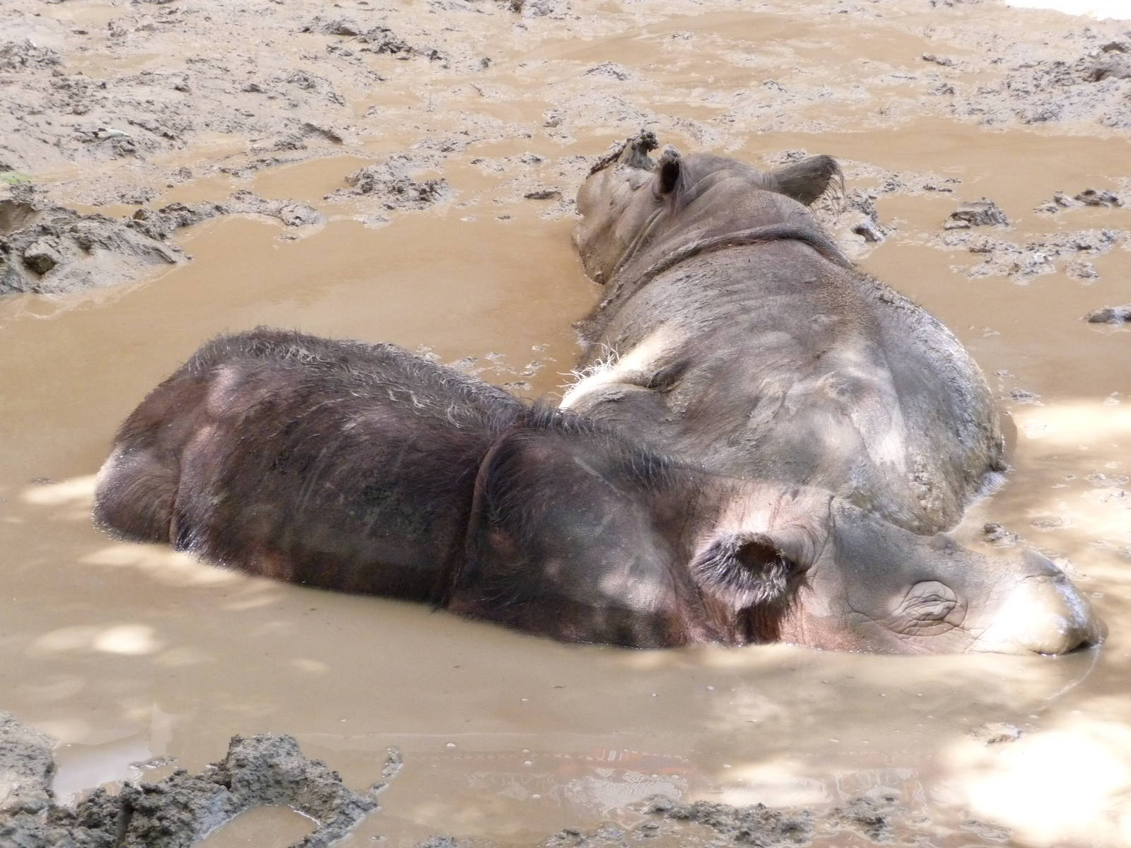 Cincinnati Zoo - Sumatran Rhinos