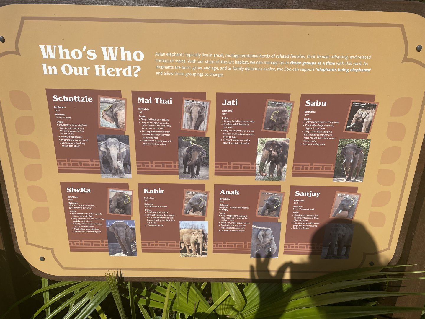 Cincinnati’s Elephant Herd