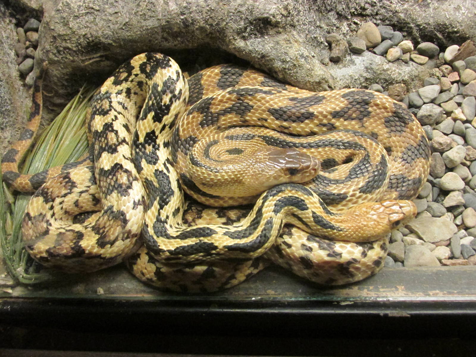 cincuate pine snake san juan de araogn zoo
