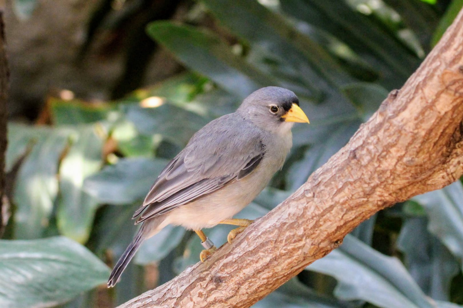 Cinereous Finch