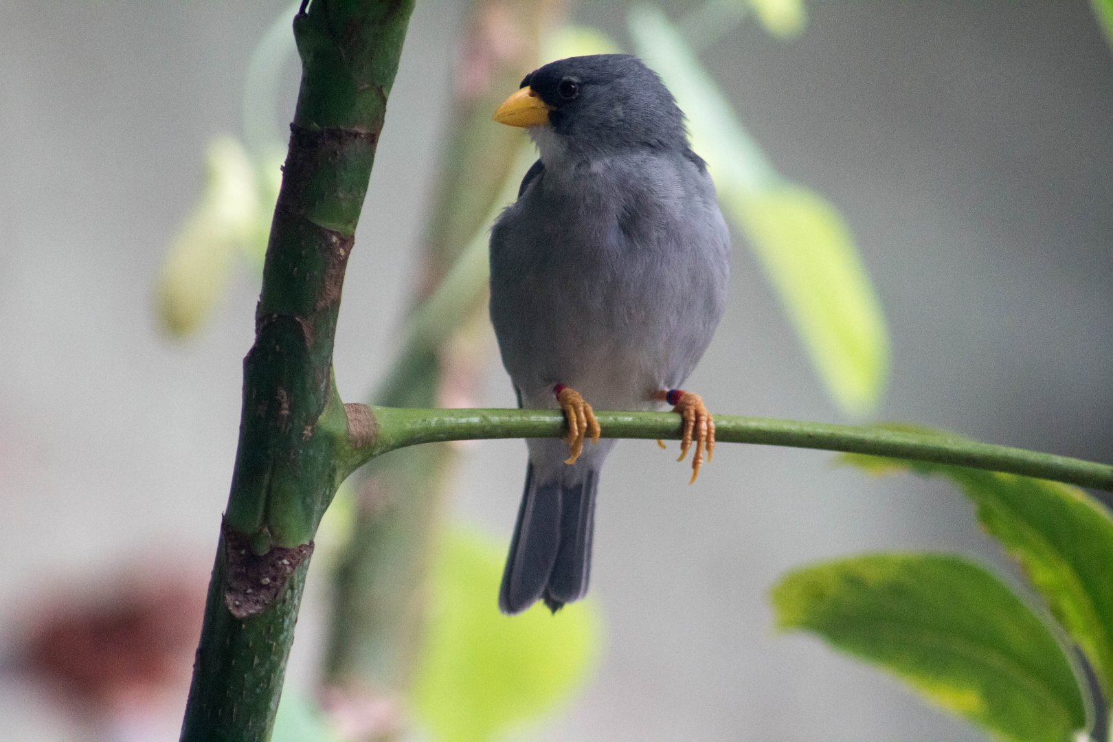 Cinereous finch