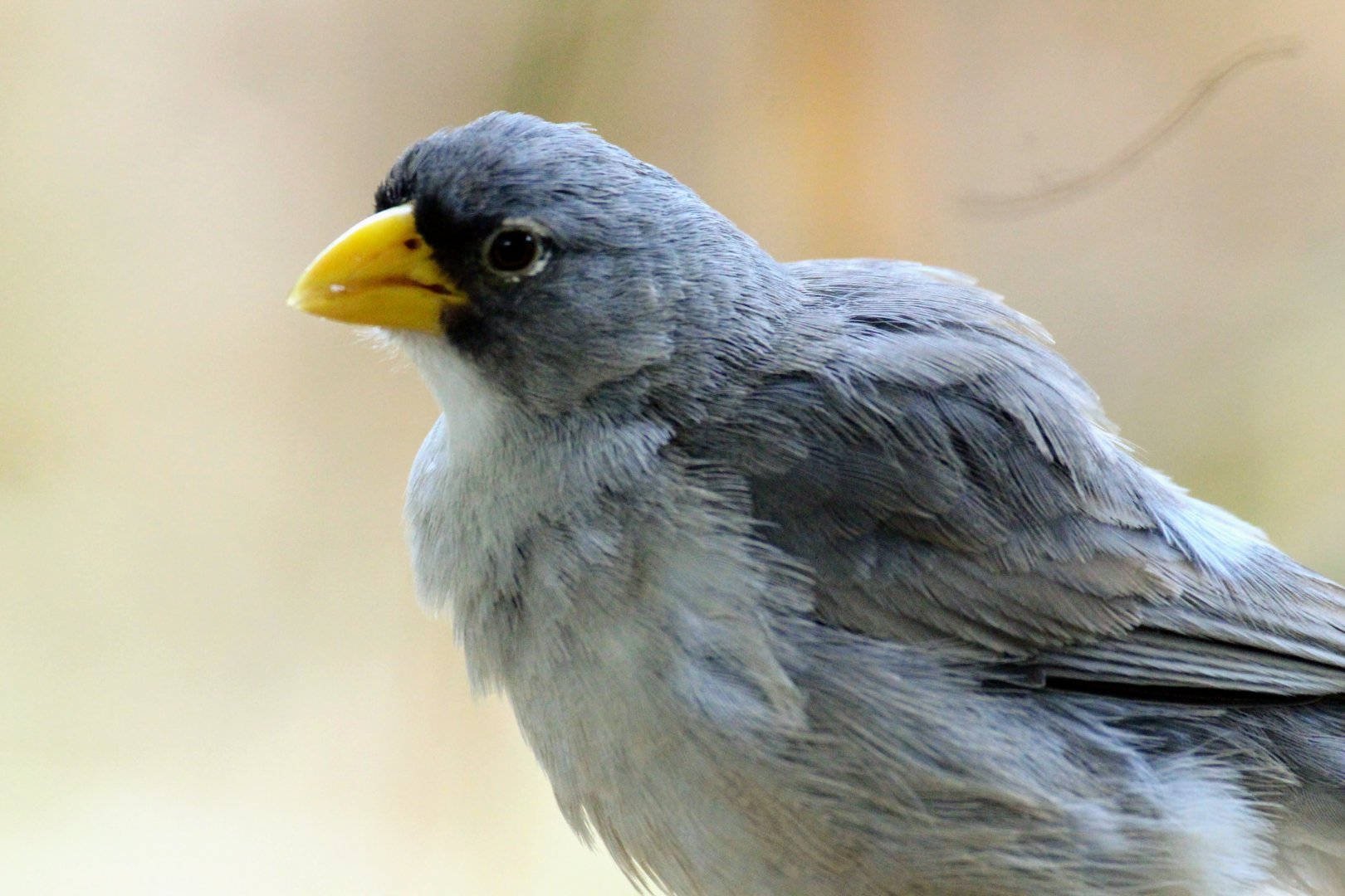 Cinereous Finch
