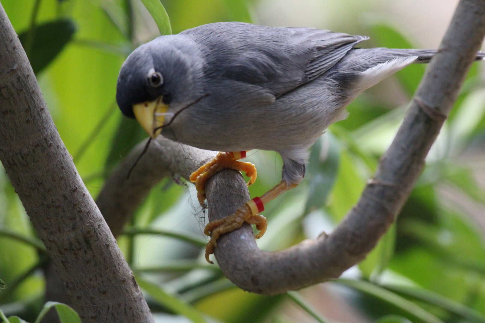 Cinereous Finch