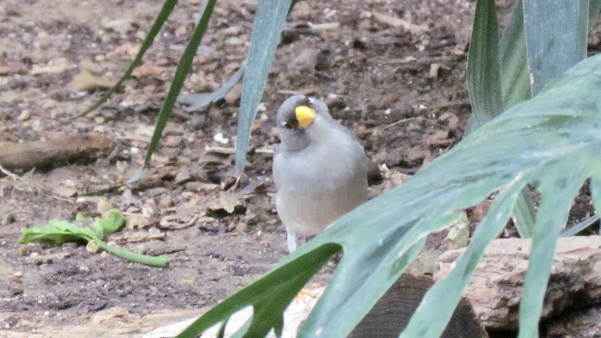 Cinereous Finch