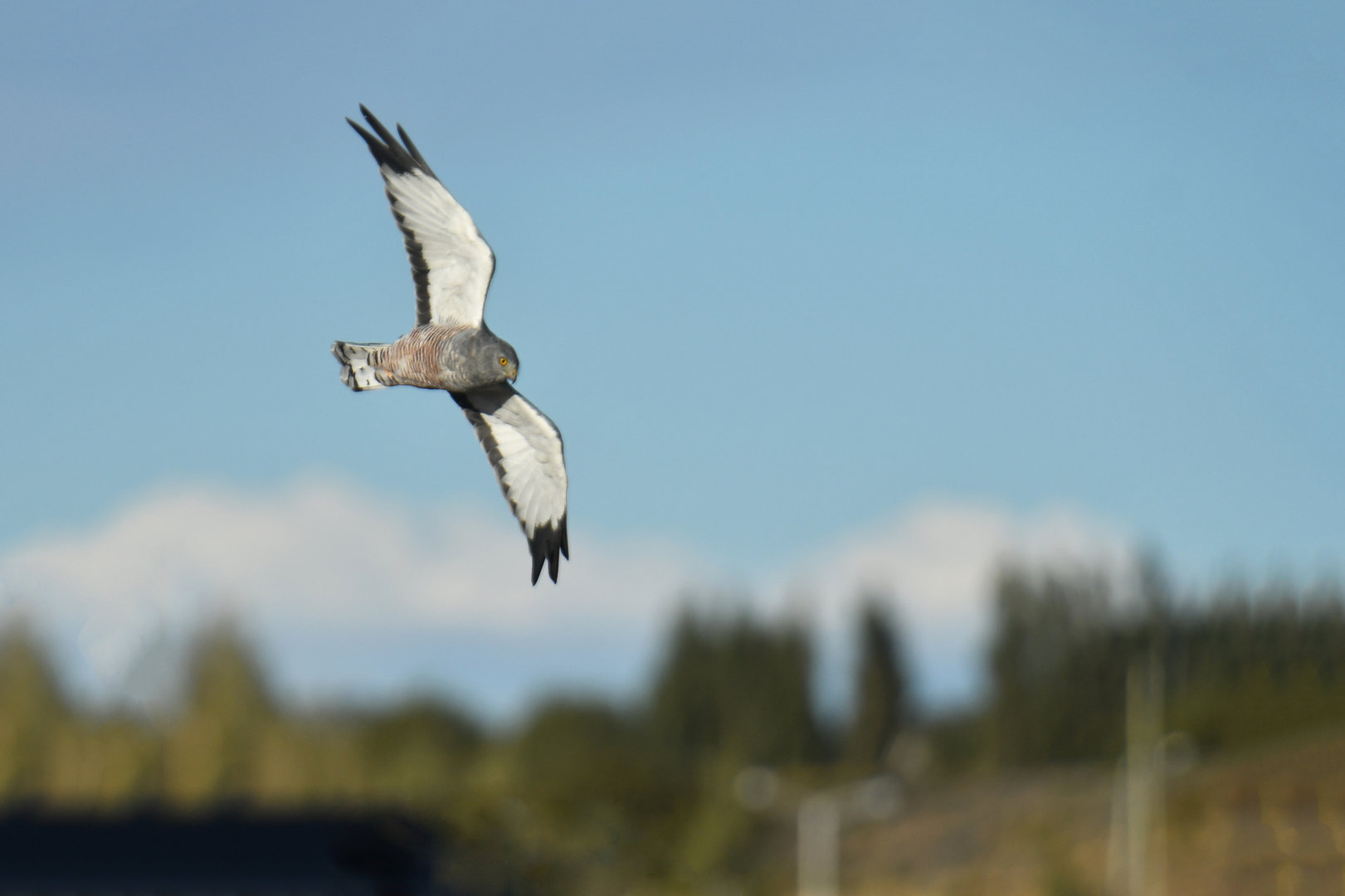 Cinereous Harrier Circus cinereus