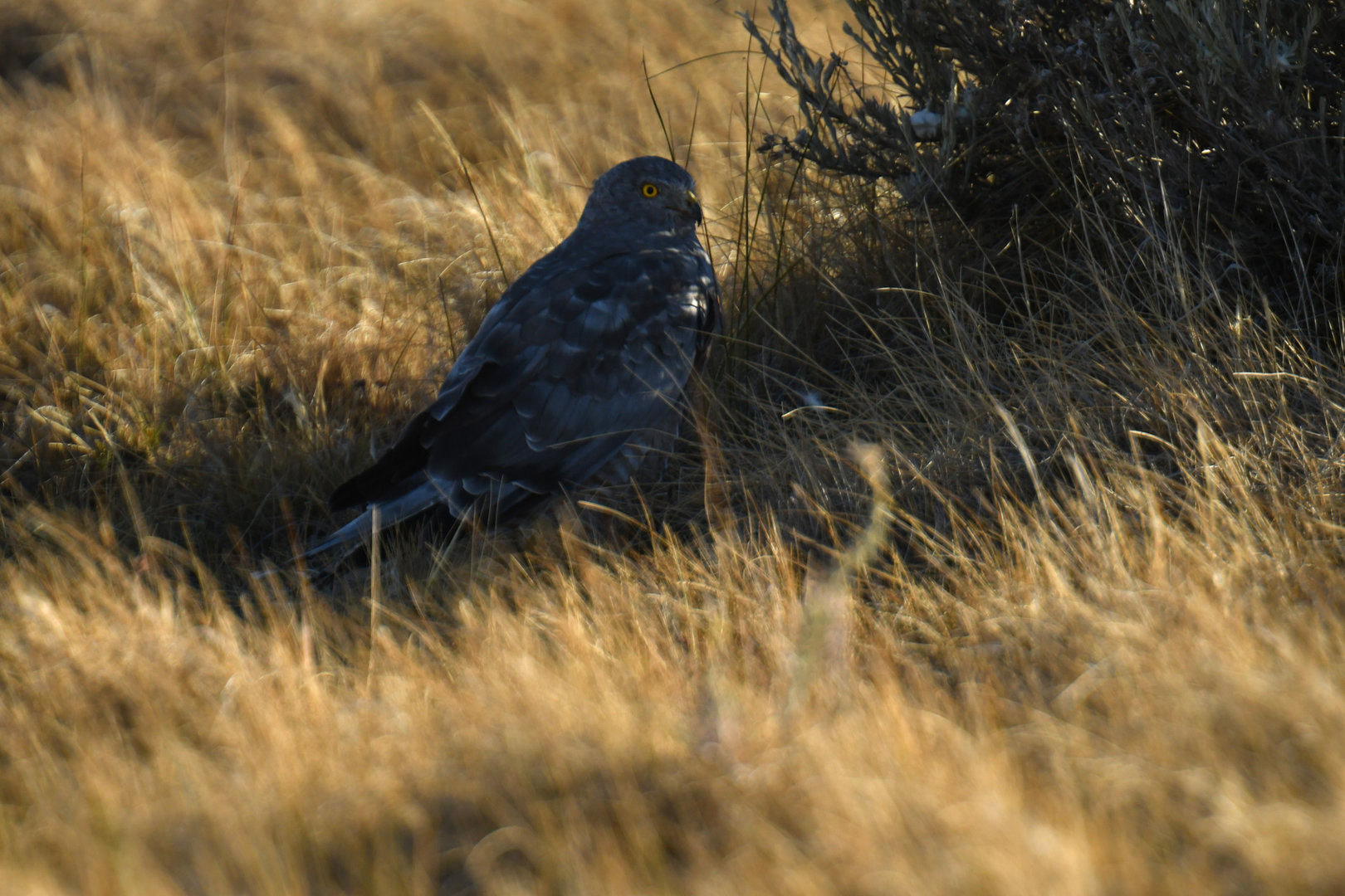 Cinereous Harrier Circus cinereus