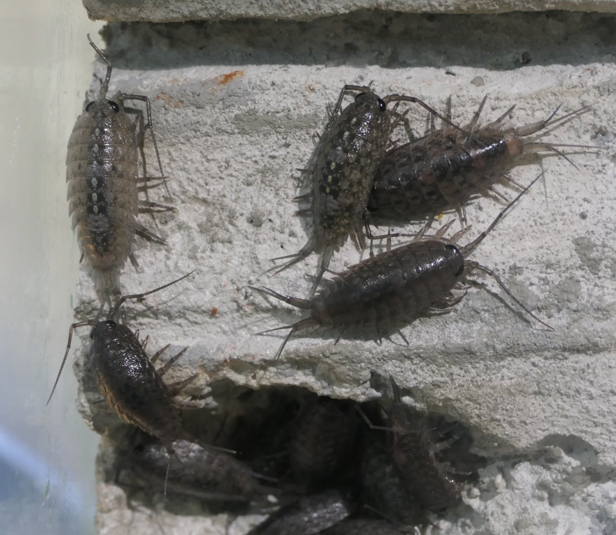 Cinereous Seaslater (Ligia cinerascens)