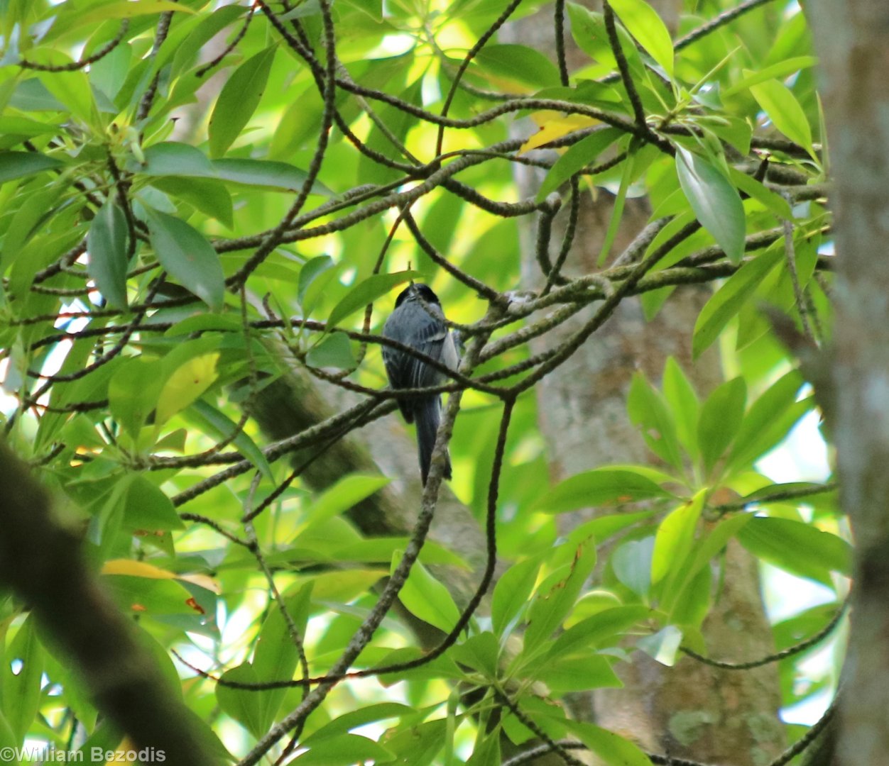 Cinereous Tit - Kuala Selangor