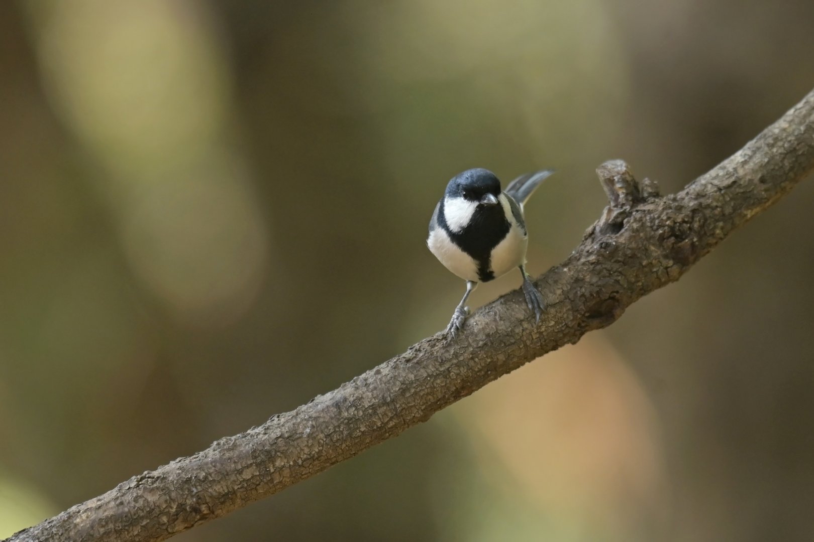 Cinereous Tit Parus cinereus