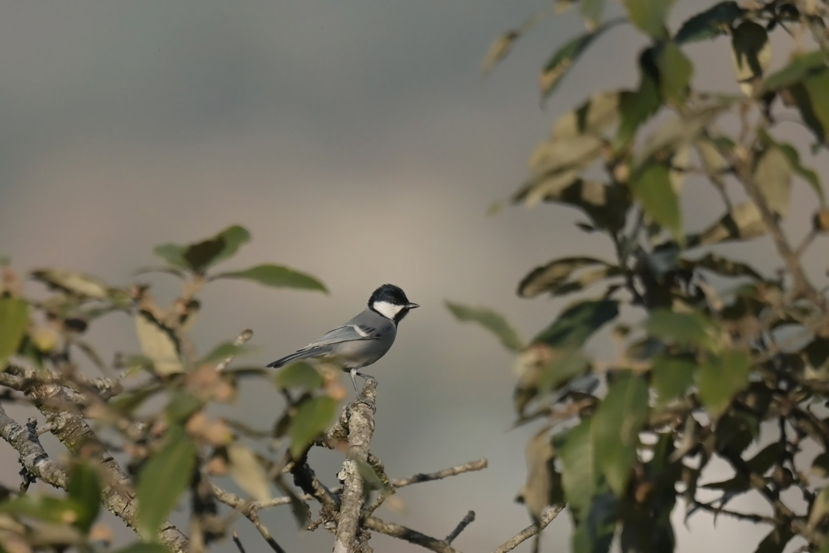 Cinereous Tit Parus cinereus