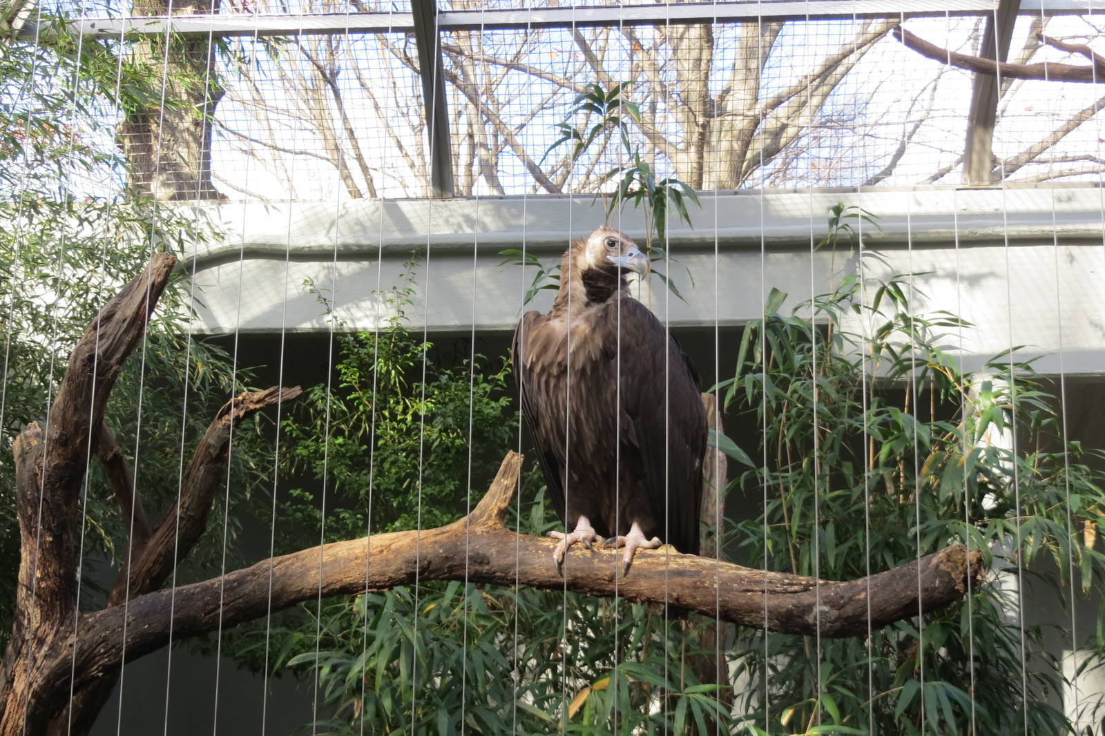 Cinereous Vulture 031215