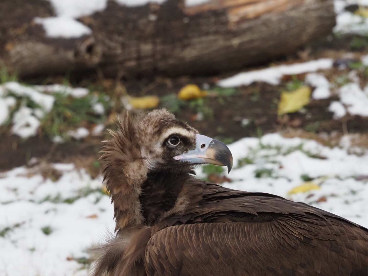 Cinereous Vulture 1
