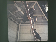 cinereous vulture 1972