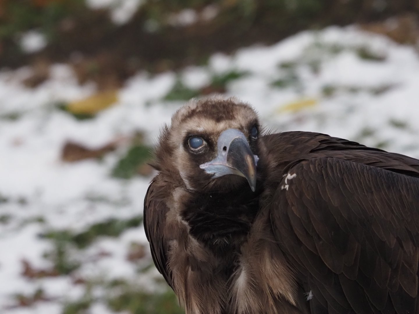 Cinereous Vulture 2
