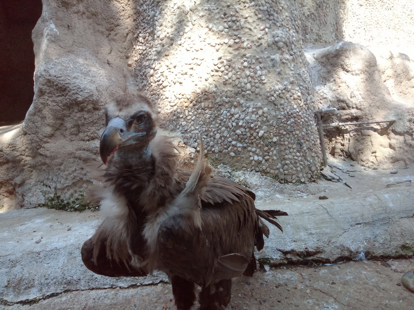 Cinereous vulture (24-8-21)