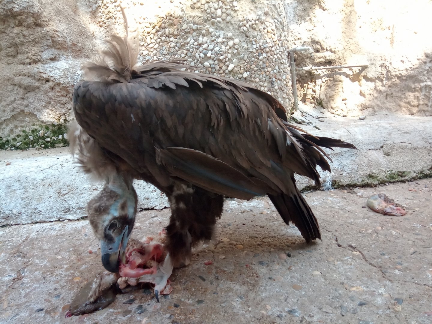 Cinereous vulture (24-8-21)