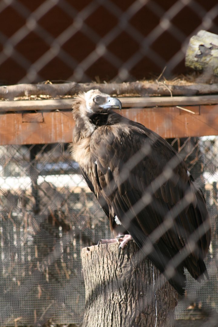Cinereous Vulture (3/9/2025)